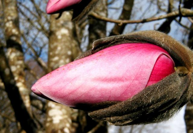 Magnolia bud @ Trengwainton